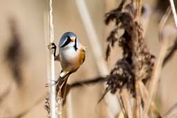 bearded tit